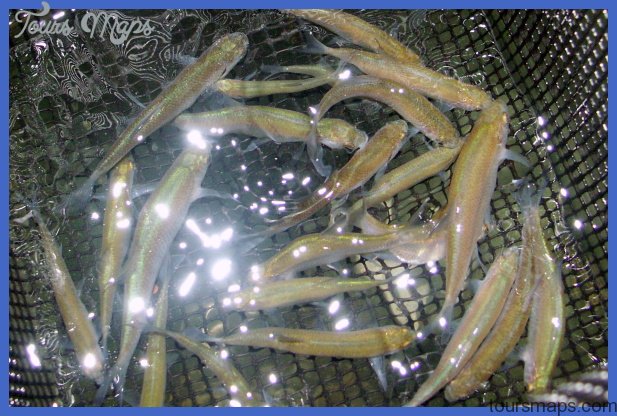 bait for freshwater species fishing 2 Bait for Freshwater Species Fishing