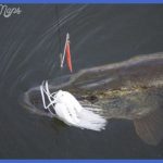 fishing northern pike 11 150x150 Fishing: Northern Pike