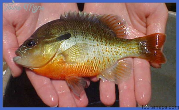 fishing redbreasted sunfish 2 Fishing: Redbreasted Sunfish
