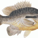 fishing redbreasted sunfish 3 150x150 Fishing: Redbreasted Sunfish