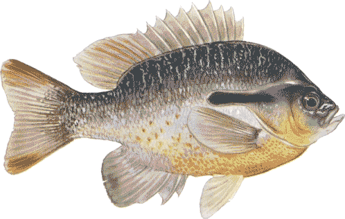 fishing redbreasted sunfish 3 Fishing: Redbreasted Sunfish