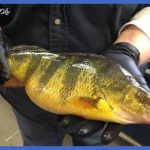 fishing yellow perch 8 150x150 Fishing: Yellow Perch