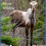 maine wildlife 1 150x150 Maine Wildlife