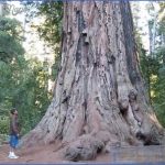 big basin redwoods state park map california 1 150x150 BIG BASIN REDWOODS STATE PARK MAP CALIFORNIA