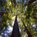 big basin redwoods state park map california 3 150x150 BIG BASIN REDWOODS STATE PARK MAP CALIFORNIA