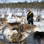 lapps with reindeer northern finland 5 150x150 Lapps with reindeer Northern Finland