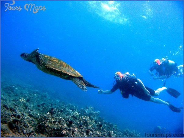turtles of oahu a quick guide for travelers 11 Turtles of Oahu: A Quick Guide for Travelers
