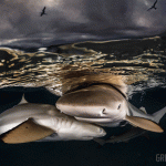 blacktip sharks underwater photo tahiti itokgr6mio4b 150x150 THE BEST ISLANDS OF TAHITI