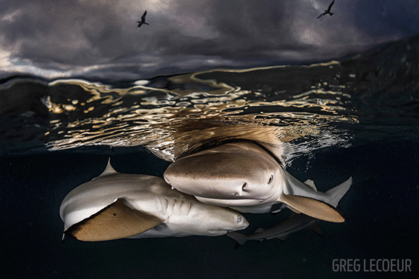 blacktip sharks underwater photo tahiti itokgr6mio4b THE BEST ISLANDS OF TAHITI