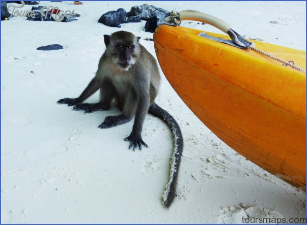 monkey beach phi phi 6 Monkey Beach Phi Phi