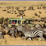 africa wildlife safari travel 1 150x150 Africa Wildlife Safari Travel