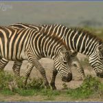kenya nature wildlife and travel photography 10 150x150 Kenya Nature Wildlife And Travel Photography