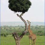 kenya nature wildlife and travel photography 14 150x150 Kenya Nature Wildlife And Travel Photography