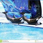 seaworld orlando shows 1 150x150 SeaWorld Orlando Shows