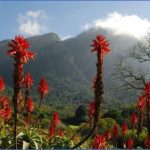 all inclusive trips to kirstenbosch national botanical garden 2 150x150 All Inclusive Trips To Kirstenbosch National Botanical Garden