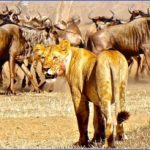 why choose a safari 8 150x150 Why Choose a Safari?