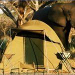 botswana light mobile elephant 960 540 90 s c1 c c 150x150 Experience World Class Level Safari in India