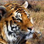 indian tiger shoor safaris india 1024x723 150x150 Experience World Class Level Safari in India