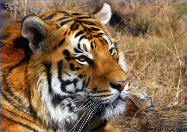 indian tiger shoor safaris india 1024x723 Experience World Class Level Safari in India