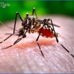 zika en la maravillosa ciudad 0 150x150 Zika en la maravillosa ciudad