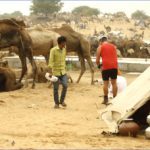 pushkar camel fair indian train journeys jodhpur to ajmer ajmer to udaipur rajasthan india 11 150x150 Pushkar Camel Fair  Indian Train Journeys Jodhpur to Ajmer Ajmer to Udaipur Rajasthan India