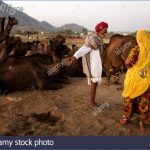 pushkar camel fair indian train journeys jodhpur to ajmer ajmer to udaipur rajasthan india 15 150x150 Pushkar Camel Fair  Indian Train Journeys Jodhpur to Ajmer Ajmer to Udaipur Rajasthan India