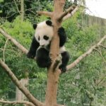 baby panda selfies chengdu 72 hour challenge chengduchina 16 150x150 Baby Panda Selfies Chengdu 72 Hour Challenge Chengdu China