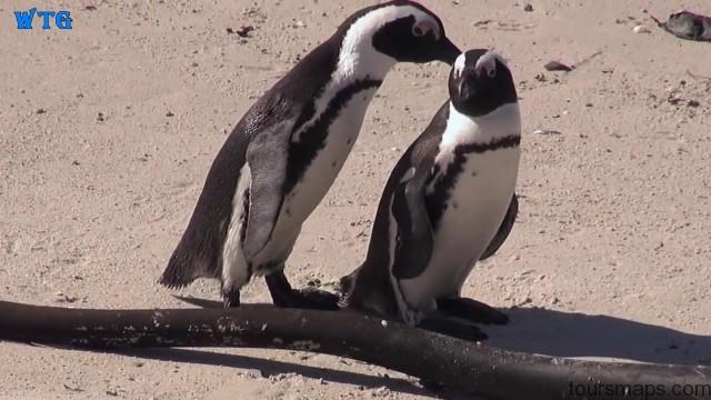cape town activities south africa trip 2016 hd 1080p 86 South Africa