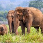 elephant nature reserve xl 150x150 Rideem Elephants   Luang Prabang Laos