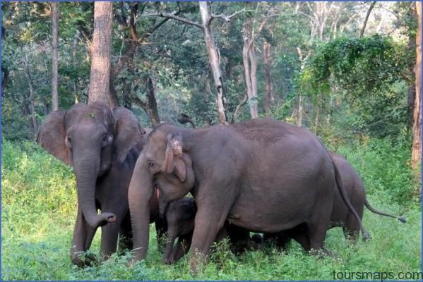 elephants at nagarhole national park 07 Rideem Elephants   Luang Prabang Laos