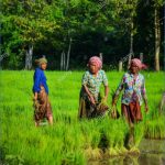 mekong delta vietnam sep 2 2017 khmer women working on rice field k4atp7 150x150 The Mighty Mekong   Mekong Delta Vietnam