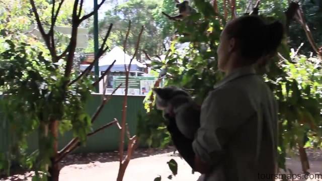 that time i held a koala byron bay australia 06 THAT TIME I HELD A KOALA Australia