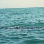 whale sharks cancun mexico 14 150x150 WHALE SHARKS Cancun Mexico