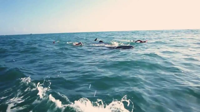 whale sharks cancun mexico 15 WHALE SHARKS Cancun Mexico