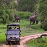 bandipur safari jungle lodges resorts i india travel 03 150x150 Bandipur Safari Jungle Lodges Resorts I India Travel