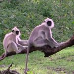 bandipur safari jungle lodges resorts i india travel 33 150x150 Bandipur Safari Jungle Lodges Resorts I India Travel