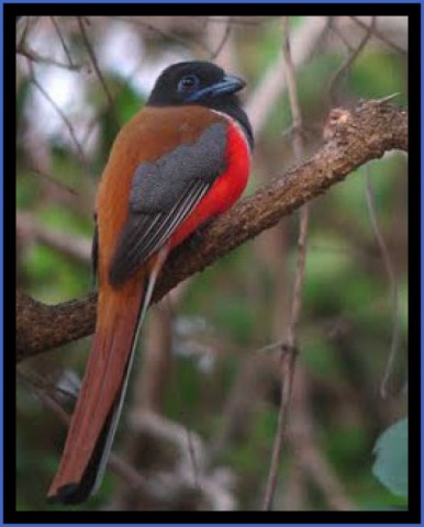 bird reading in dandeli karnataka 10 Bird Reading in Dandeli   Karnataka