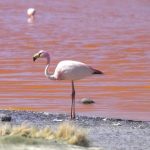 breathtaking flamingo red lake in bolivia 29 150x150 Breathtaking Flamingo Red Lake in Bolivia