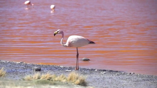 breathtaking flamingo red lake in bolivia 29 Breathtaking Flamingo Red Lake in Bolivia