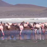 breathtaking flamingo red lake in bolivia 30 150x150 Breathtaking Flamingo Red Lake in Bolivia