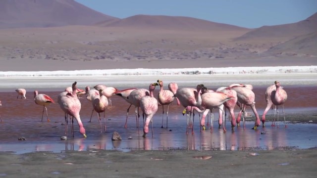 breathtaking flamingo red lake in bolivia 30 Breathtaking Flamingo Red Lake in Bolivia