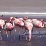 breathtaking flamingo red lake in bolivia 31 150x150 Breathtaking Flamingo Red Lake in Bolivia