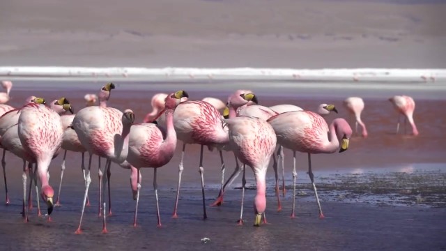 breathtaking flamingo red lake in bolivia 31 Breathtaking Flamingo Red Lake in Bolivia