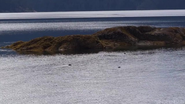 camping with wild seals 28 CAMPING WITH WILD SEALS