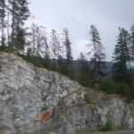 chasing bears in whistler 36 150x150 CHASING BEARS IN WHISTLER