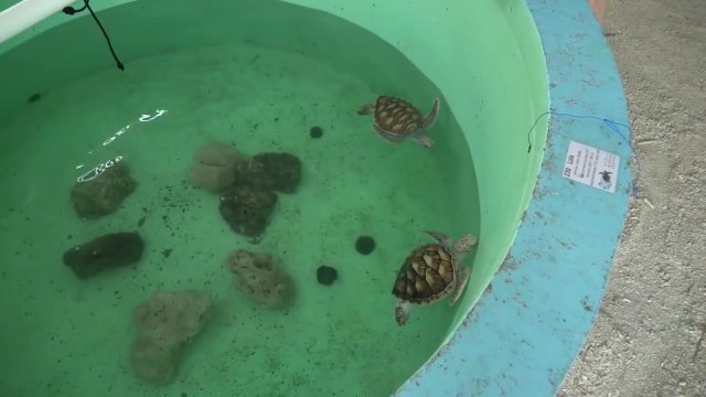 cute baby sea turtles in the maldives 15 Cute Baby Sea Turtles in The Maldives