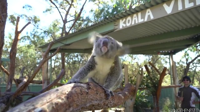 cutest australian animals ever 14 CUTEST AUSTRALIAN ANIMALS EVER