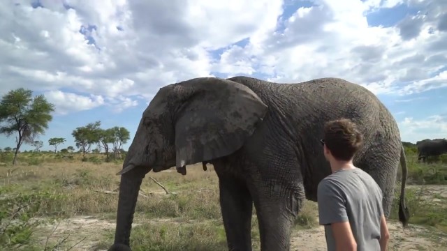 dangerously close to elephants 36 Dangerously Close to Elephants