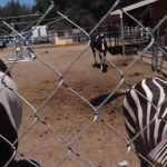 domestic zebra in utah 13 150x150 DOMESTIC ZEBRA IN UTAH