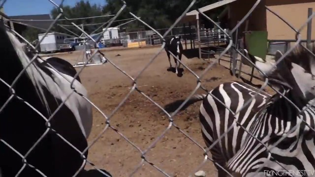 domestic zebra in utah 13 DOMESTIC ZEBRA IN UTAH